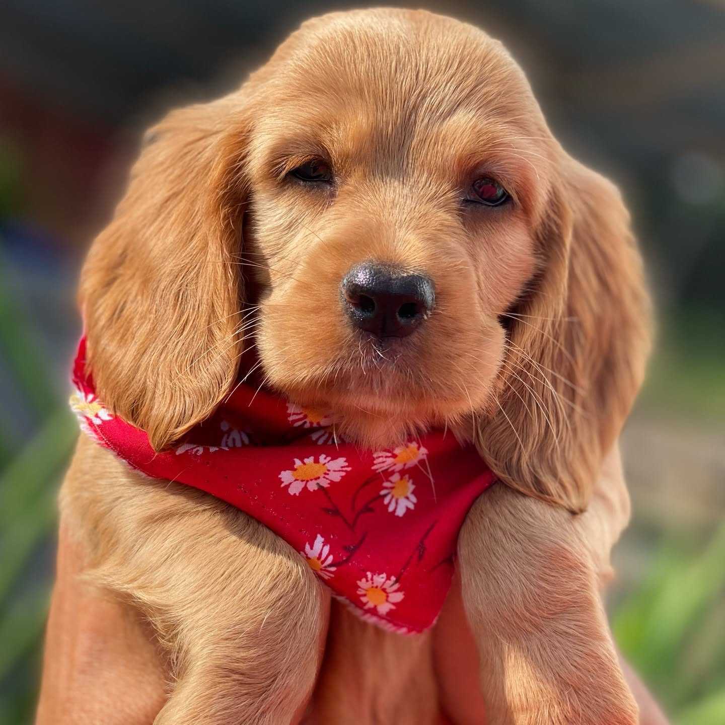 Filhotes Cocker Spaniel Inglês