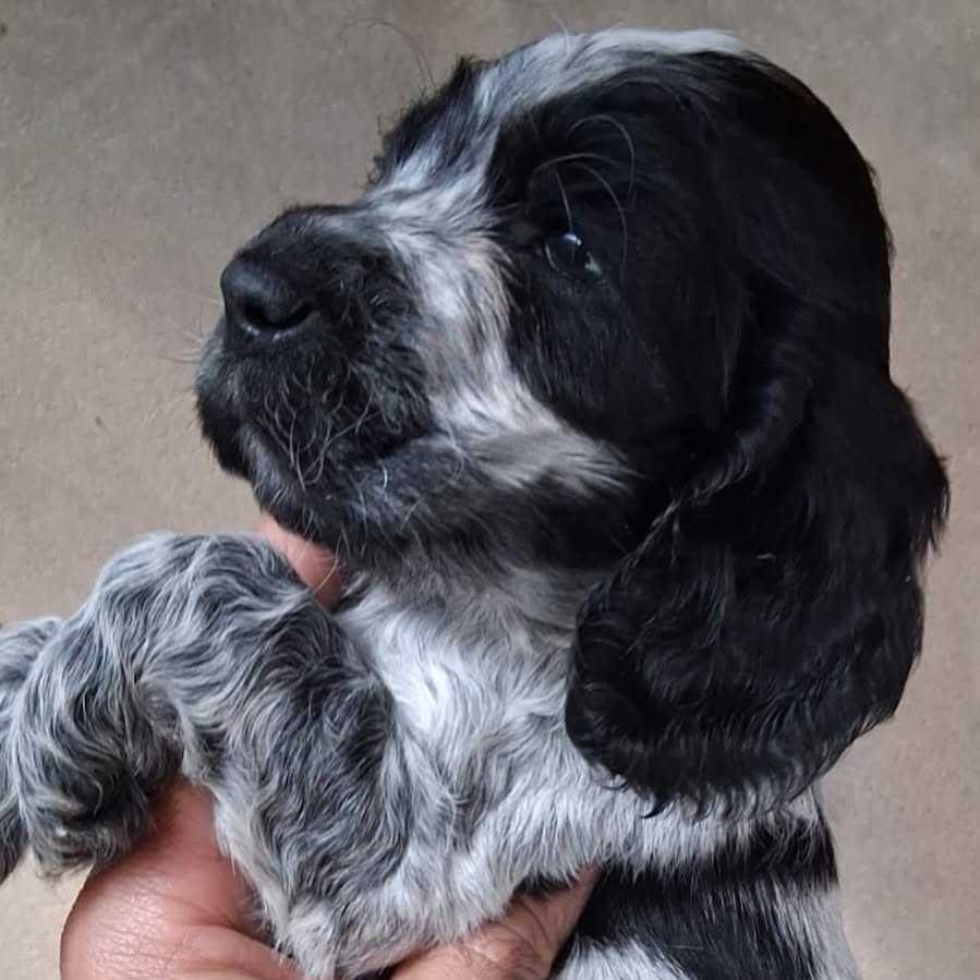 Reserva de Filhotes Cocker Spaniel Inglês