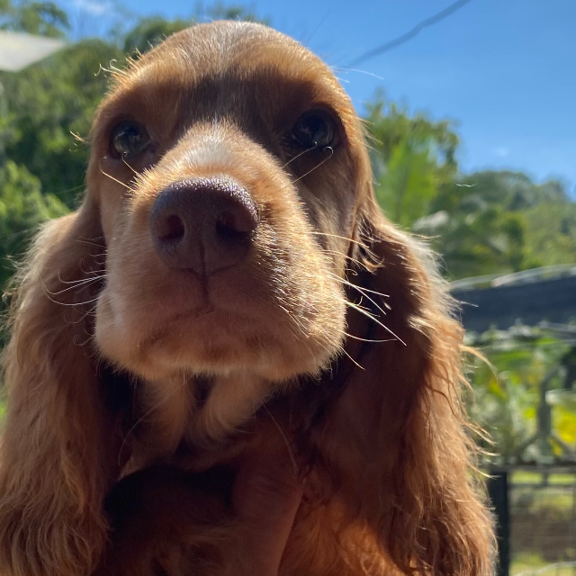 Sol – Um Novo Brilho na Família Cocker House