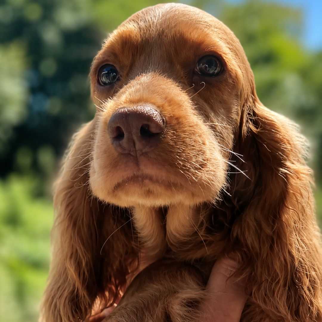 Sol – Um Novo Brilho na Família Cocker House
