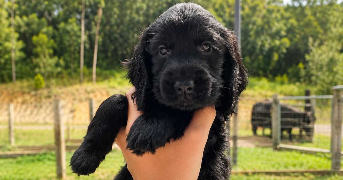O Processo para ter um Cocker Spaniel Inglês